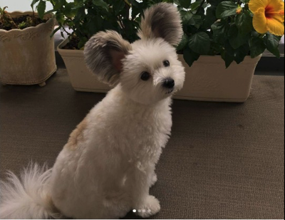 Maltese x 2024 papillon mix